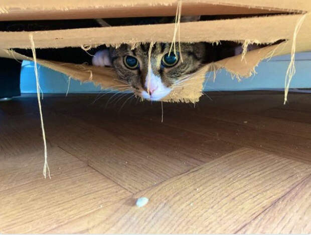 Неожиданные и странные места, в которых можно обнаружить котиков