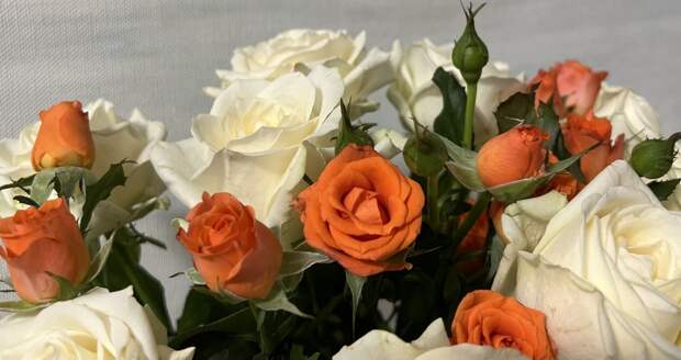 Ленобласть обогнала все регионы СЗФО по производству цветов