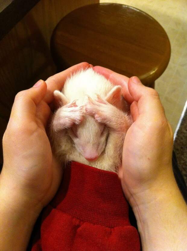 Забавные животные