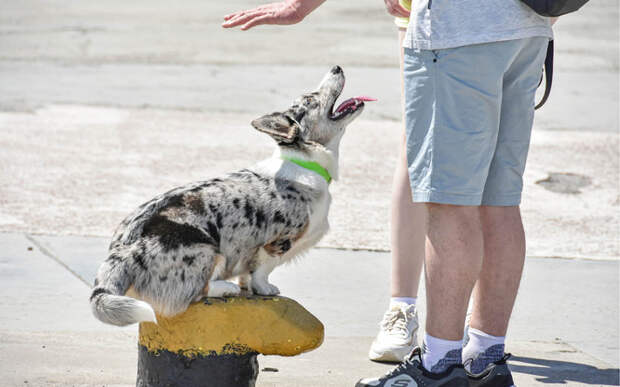 Опасные игры: кинолог рассказал, какие развлечения опасны для питомца