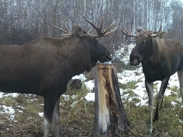 Результаты учёта животных в Новосибирской области: численность лосей растёт, косули мигрируют