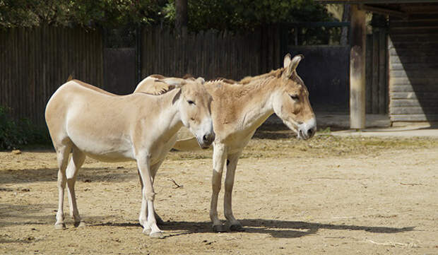 Фото: Кулан