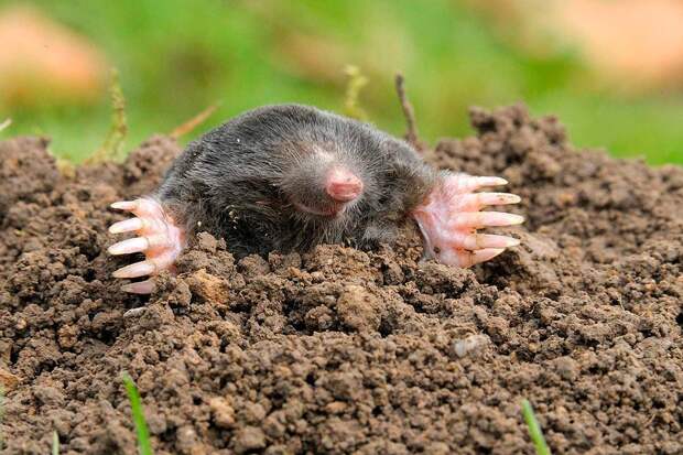 Как от них можно избавиться