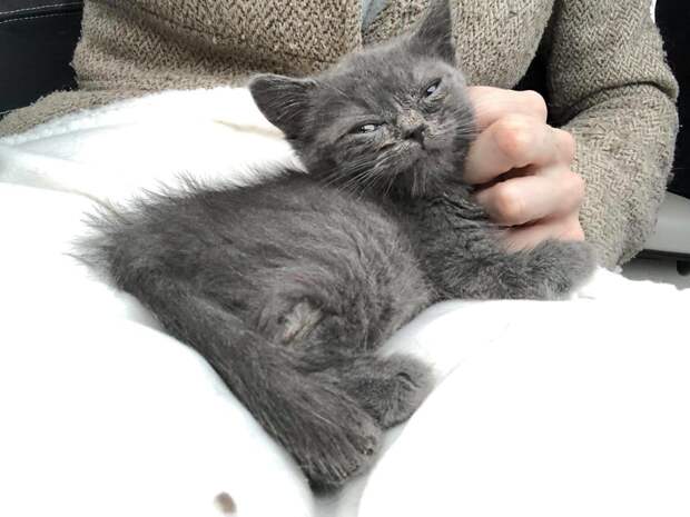 люди спасли котенка серый котенок