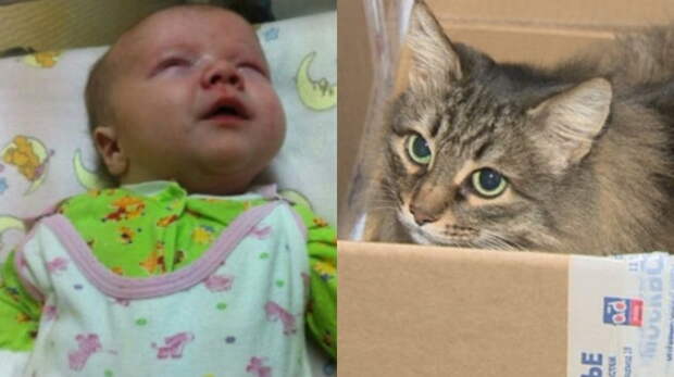 Бездомная кошка спасла жизнь маленькому ребенку