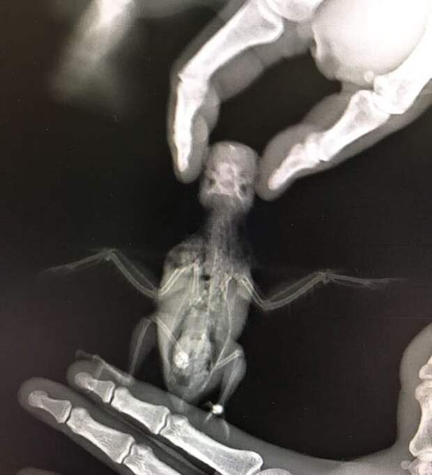 А вот так делают рентген попугаю. Руки - хозяина птички будни, ветеринарный врач, профессии
