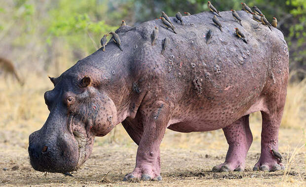 Гиппопотам