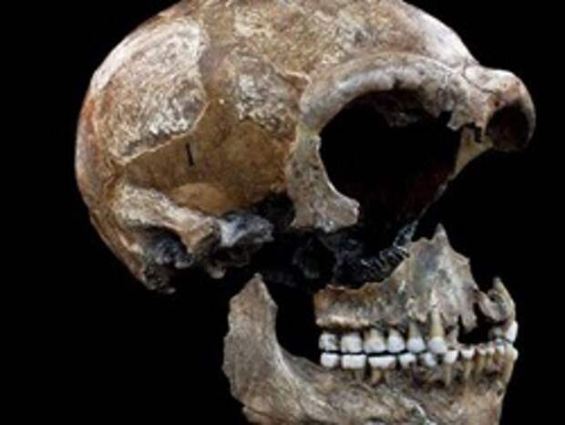 Ученые раскрыли пищевые пристрастия неандертальцев