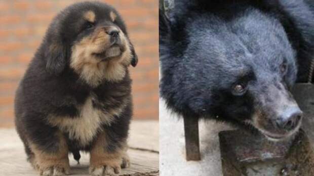 Китаец два года заботился о собаке, а она оказалась медведем животные, китай, люди, медведь, сорака