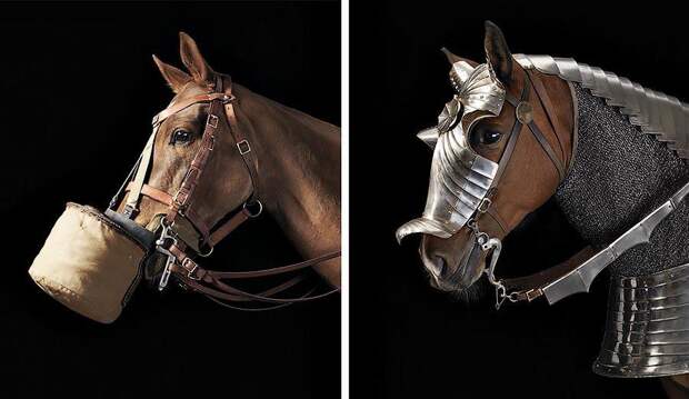 Грация прекрасных лошадей в фотопроекте Equus