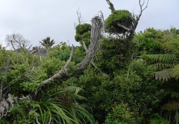 Живописные новозеландские джунгли. /Фото: livejournal.com