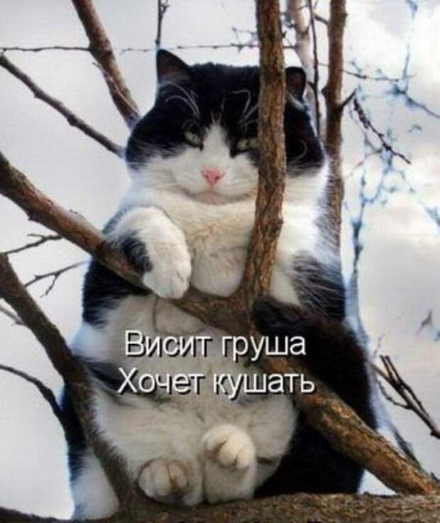 Котоматрицы: Мысли вслух