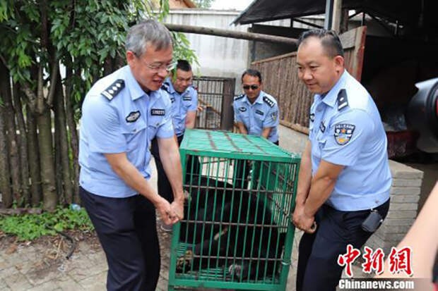Работники организации по защите диких животных увезли мишку в безопасное место.