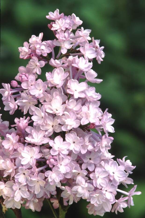 Сирень гиацинтовая «Анабель» (Syringa hyacinthiflora 'Annabel') Сирень гиацинтовая «Анабель» (Syringa hyacinthiflora 'Annabel')