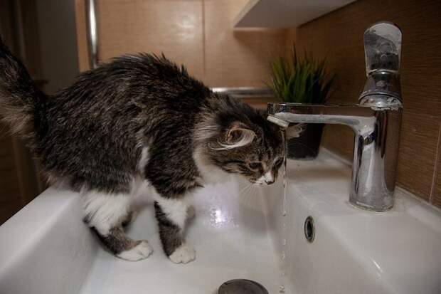 Захотел попить: кот сам открыл кран и случайно затопил магазин в Новокузнецке коты, потоп, происшествия