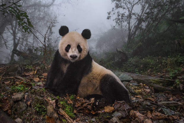 Панда, как модель, провинция Сычуань, Китай