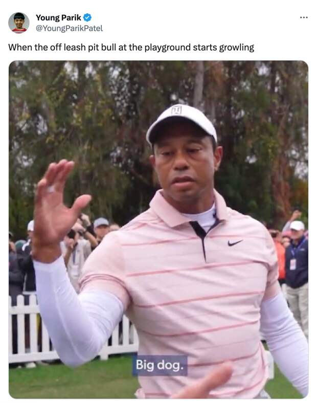 best of the Tiger Woods Big Dog meme