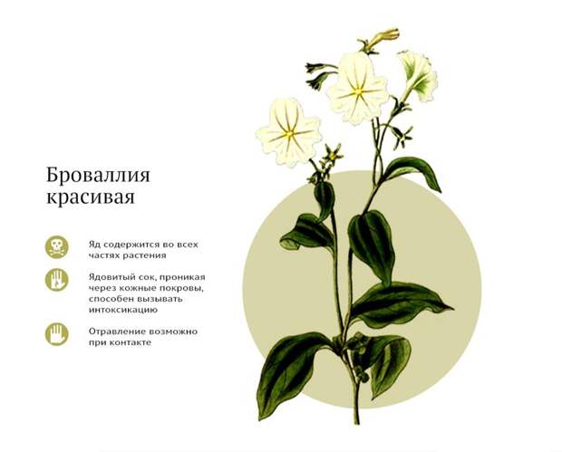 Самые ядовитые комнатные растения