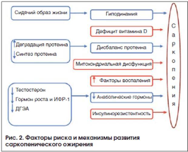 Саркопения лечение отзывы