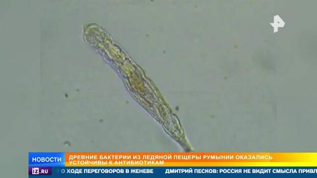 Ученые нашли в ледниках древнюю смертельно опасную бактерию