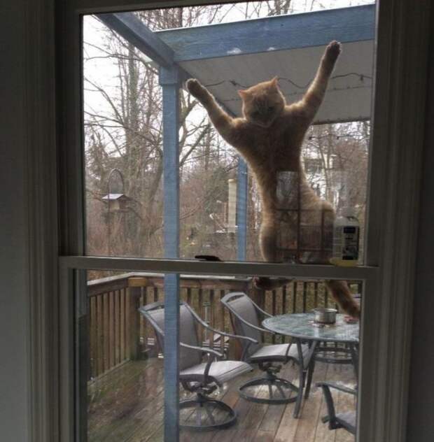 30 фотографий, которыми коты могут гордиться