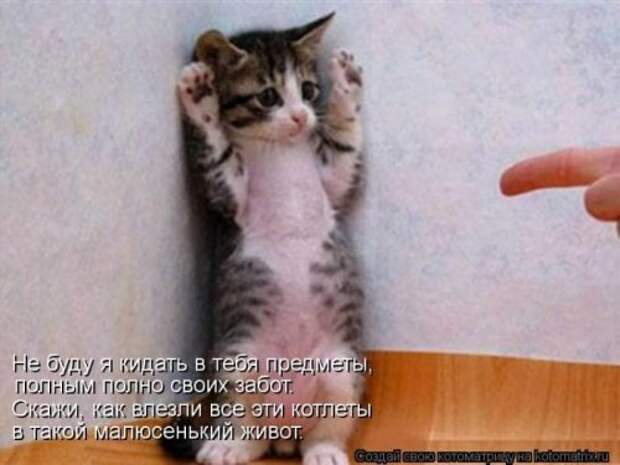 Лучшие котоматрицы недели (28 шт)