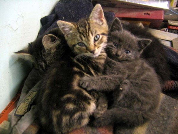 Учимся нежности у кошек (25 фото) Учимся нежности у кошек (25 фото)