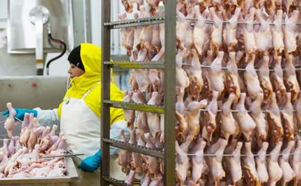 «Ножки Патрушева»: вред здоровью и угроза экономике