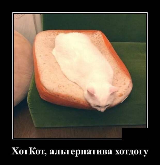 Демотиватор про кота