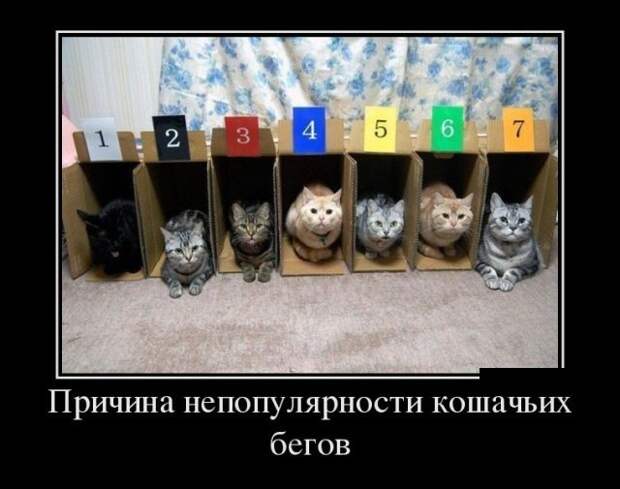 Демотиваторы (30 фото)