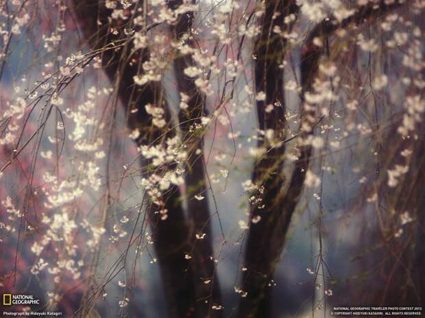 natgeowllppr23 natgeowllppr23 990x742 Обои для рабочего стола от National Geographic за июнь 2013