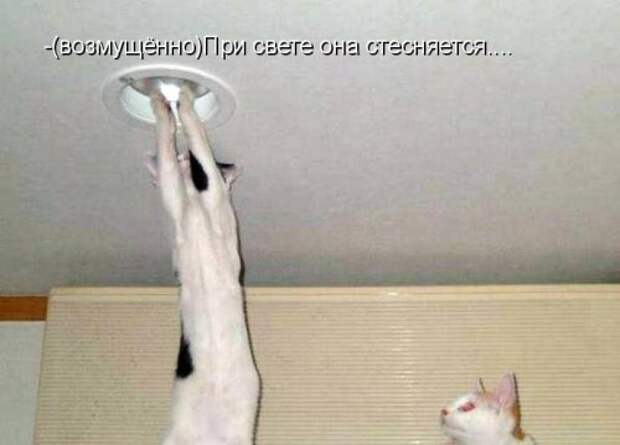 Котоматрица юморная (38 фото)