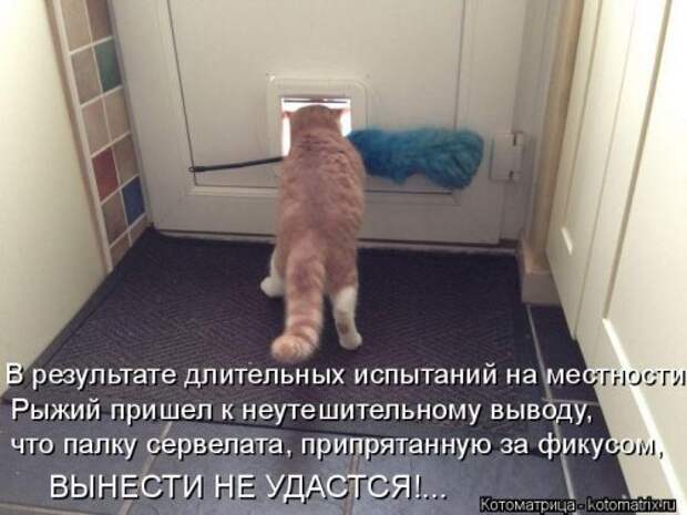 Лучшая котоматрица недели