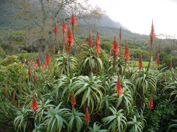 https://upload.wikimedia.org/wikipedia/commons/b/b9/Aloe_arborescens_Compton.JPG