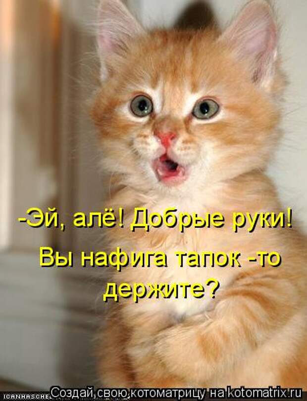 Котоматрица: держите? держите? -Эй, алё! Добрые руки! Вы нафига тапок -то