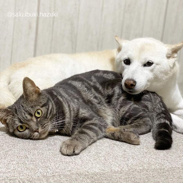 Очаровательная кошка Кики думает, что она собака