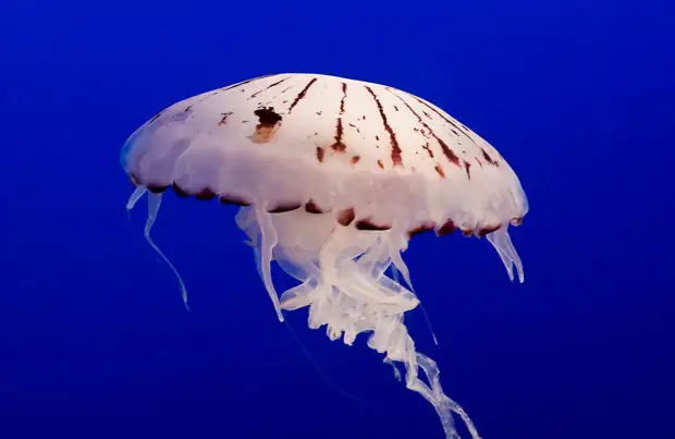   Chrysaora Colorata