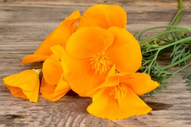 California poppy (Eschscholzia californica) orange flowers on a wooden