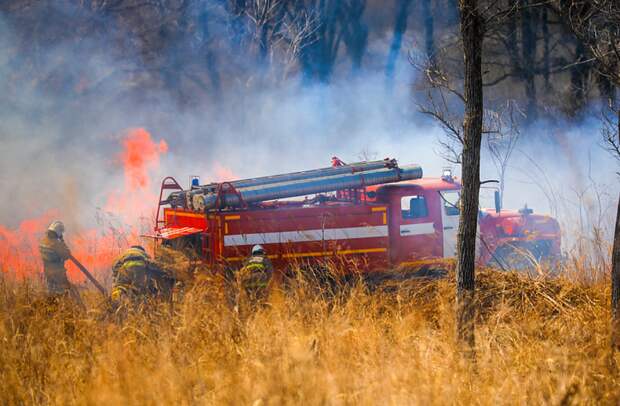 В Приморье при определении численности охотресурсов будут учитывать площадь угодий, пройденную пожарами