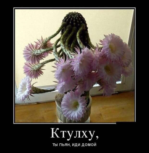 Развеселые демотиваторы