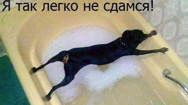 Смешные картинки, весь юмор которых поймут только собачники. Выпуск 1