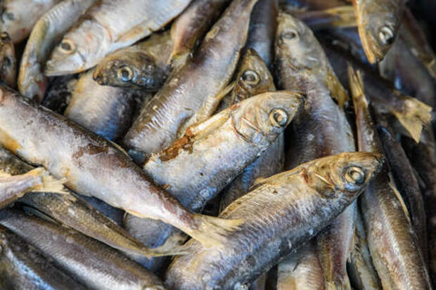 Кильку сомнительного происхождения завезли на Кубань