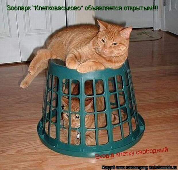 Лучшие котоматрицы недели (50 фото)
