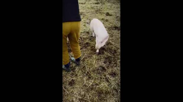 Video: TikVideo.App_7463330254900333854_hd.mp4
