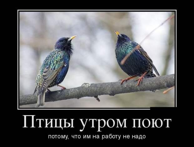 Забавные демотиваторы для любителей жанра (11 фото) Забавные демотиваторы для любителей жанра (11 фото)