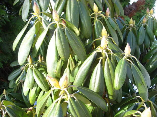 Цветочные почки рододендрона зимой