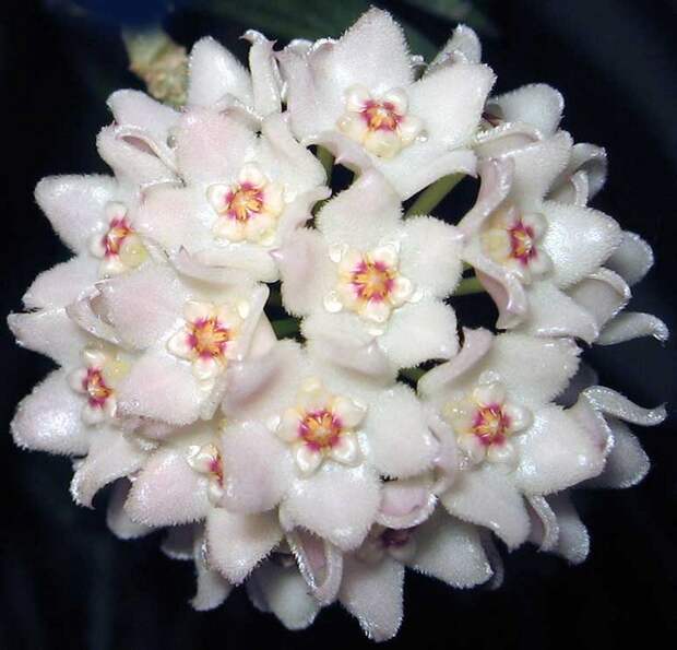 Хо́йя (лат. Hóya)