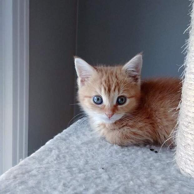 Котенок лежит