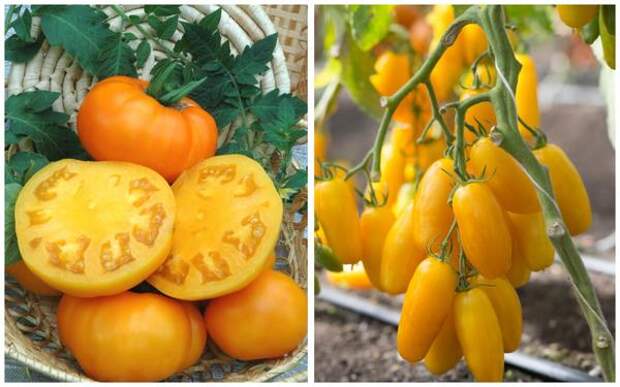 Серия семян Вкуснотека: томаты Бизон желтый и Банан желтый