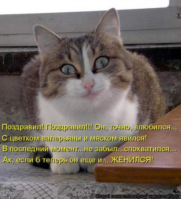 Котоматрицы(картинки с надписями)
